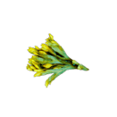 Fucus