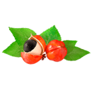 Guarana