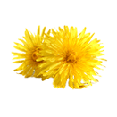 Pissenlit