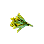 Fucus