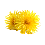 Pissenlit