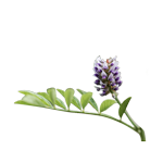 Réglisse
