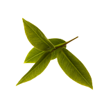 Thé vert